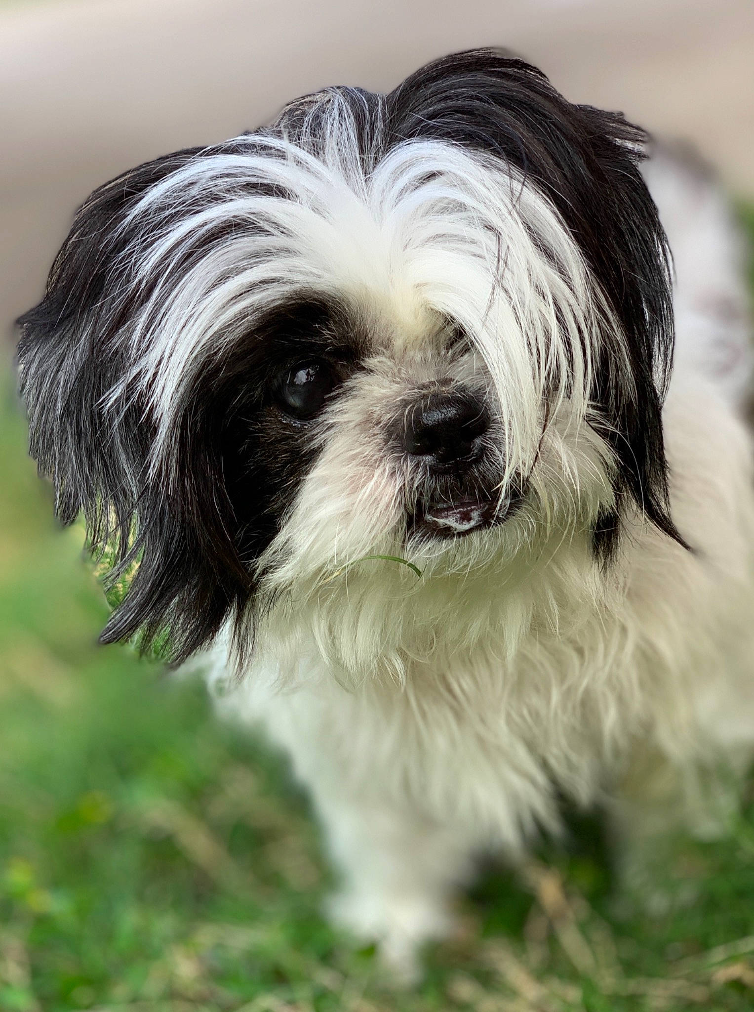 Gorilla joined the competition — help win amazing prizes! canidae, carnivore, companion_dog, dog, dog_breed, mal_shi, mammal, non_sporting_group, pekapoo, puppy, shih_poo, shih_tzu, small_terrier, snout, terrier, toy_dog, vertebrate, working_animal, working_dog