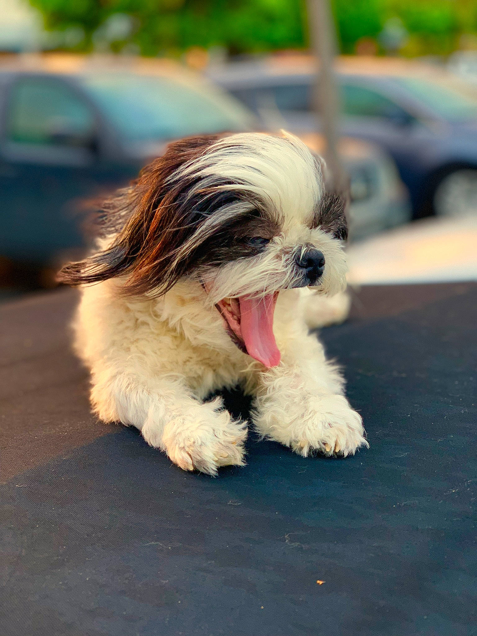 Gorilla joined the competition — help win amazing prizes! canidae, carnivore, companion_dog, dog, dog_breed, liver, non_sporting_group, puppy, shih_tzu, small_terrier, snout, terrier, tibetan_terrier, tongue, toy_dog, vehicle_door, working_animal