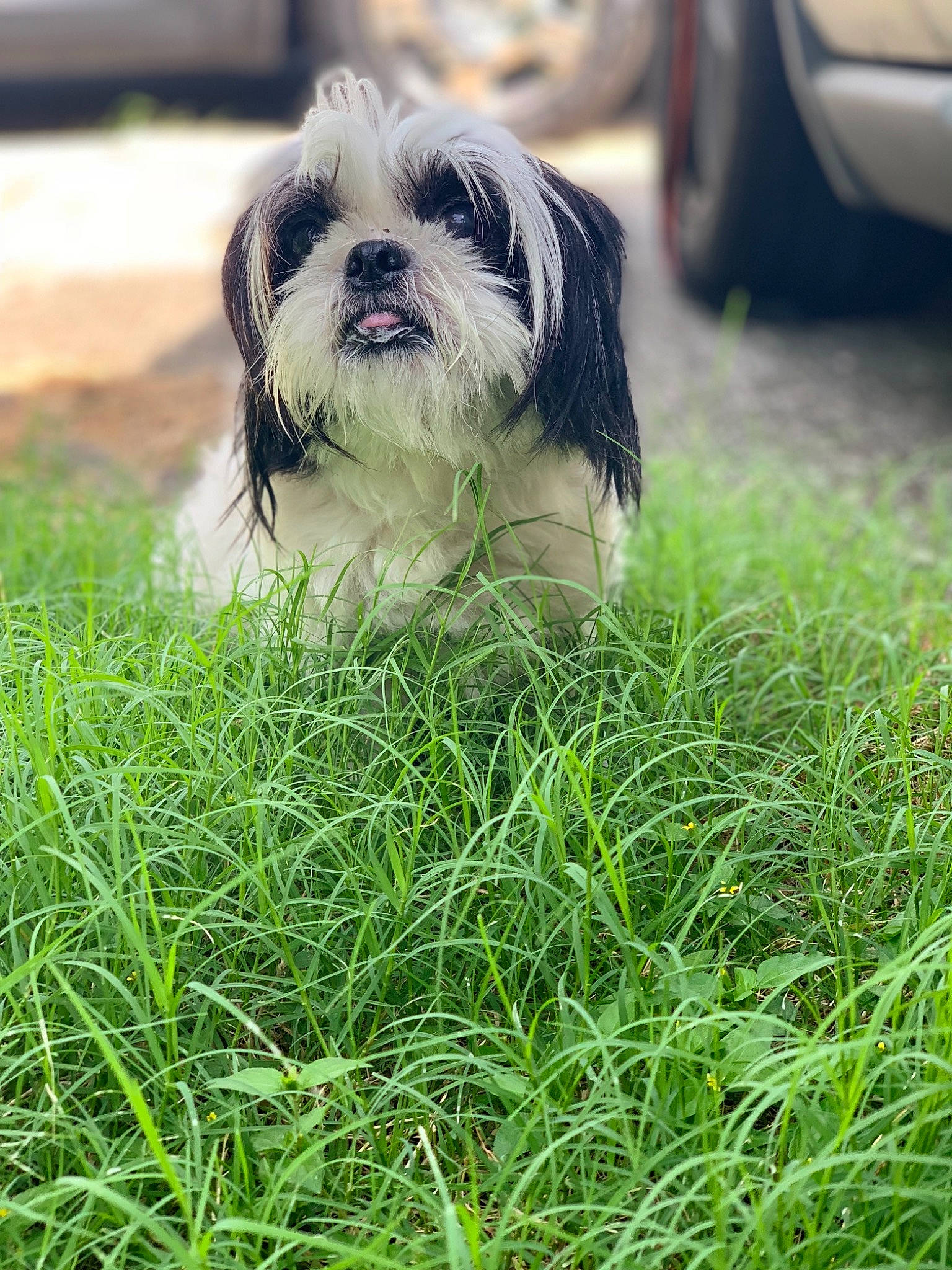 Gorilla joined the competition — help win amazing prizes! automotive_exterior, bumper, canidae, carnivore, companion_dog, dog, dog_breed, dog_supply, grass, mammal, non_sporting_group, pekapoo, puppy, shih_tzu, small_terrier, snout, terrier, tire_care, toy_dog, working_animal