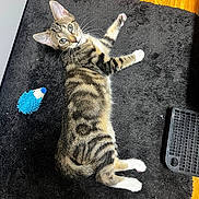 Doug is registered to the contest to win money with this photo: cat, tabby_cat, indoor, black_rug, toy, blue_toy, keyboard, wood_floor, pet, whiskers, green_eyes, curious, feline, lying_down, playful, fur, paws, domestic_animal, striped_fur, relaxed