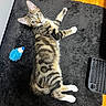 cat, tabby_cat, indoor, black_rug, toy, blue_toy, keyboard, wood_floor, pet, whiskers, green_eyes, curious, feline, lying_down, playful, fur, paws, domestic_animal, striped_fur, relaxed