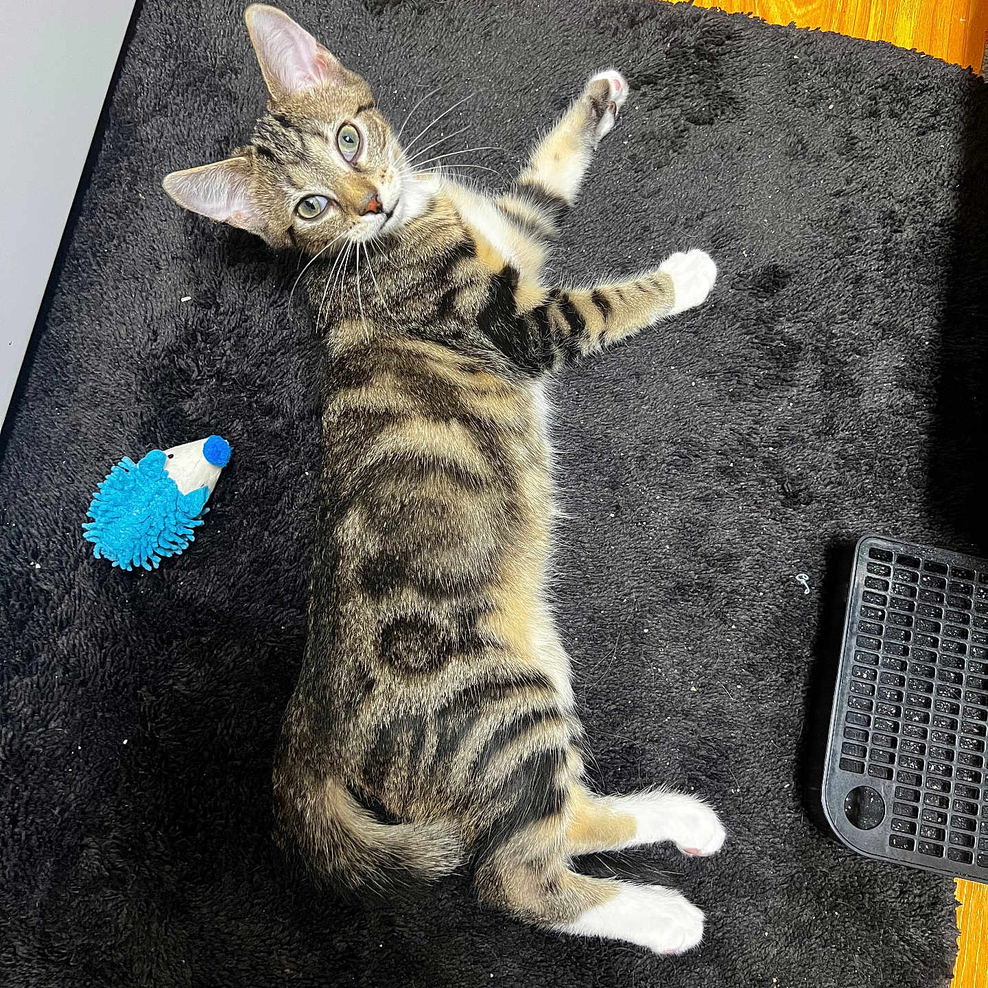 Doug is registered to the contest to win money with this photo: cat, tabby_cat, indoor, black_rug, toy, blue_toy, keyboard, wood_floor, pet, whiskers, green_eyes, curious, feline, lying_down, playful, fur, paws, domestic_animal, striped_fur, relaxed