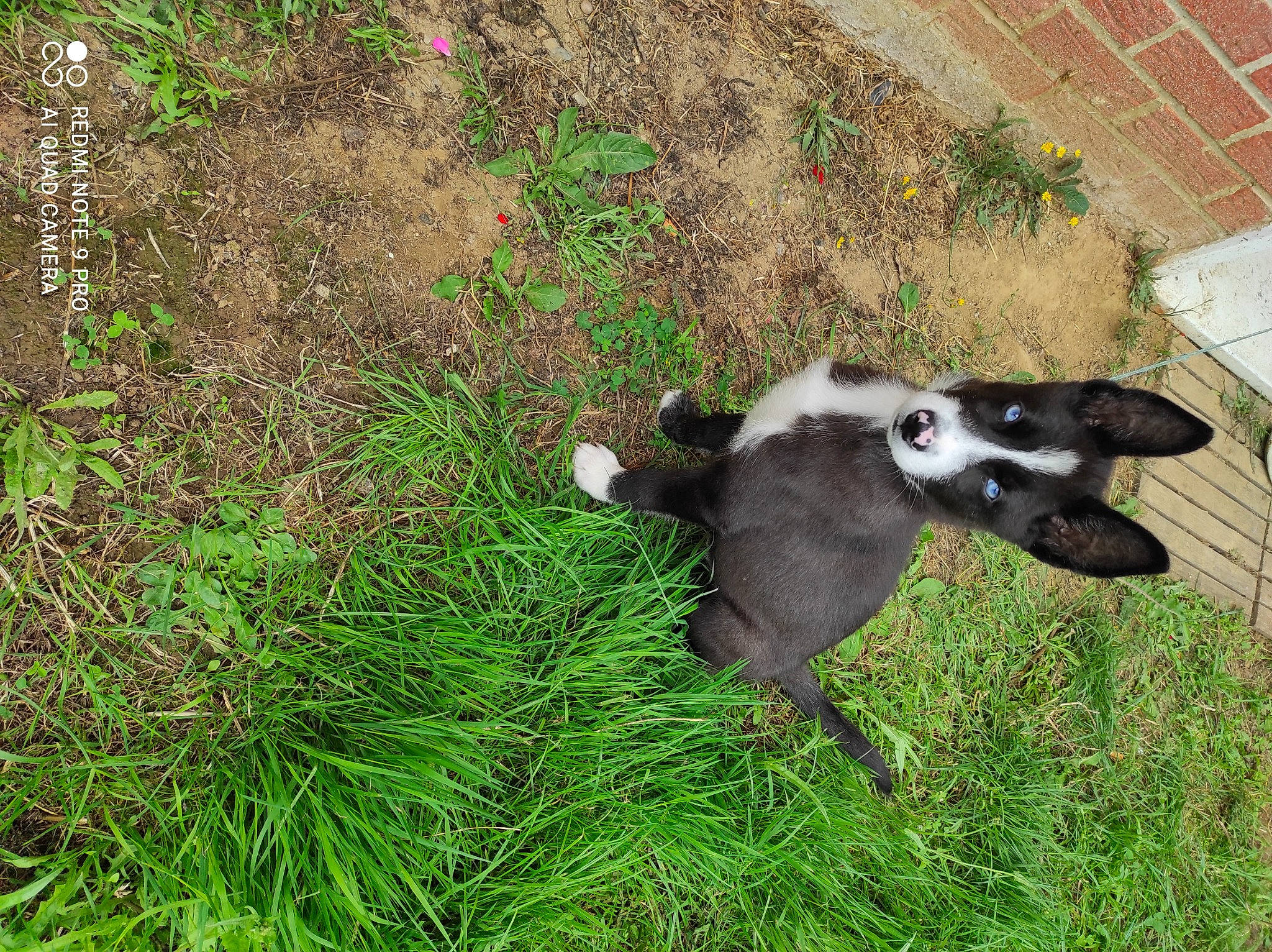 Tyga a rejoint le concours — aidez-le/la à gagner de superbes lots ! brick, brickwork, carnivore, companion_dog, dog, dog_breed, fawn, grass, grass_family, grassland, groundcover, herbaceous_plant, livestock, pasture, plant, sedge_family, soil, tail, terrestrial_animal, working_animal