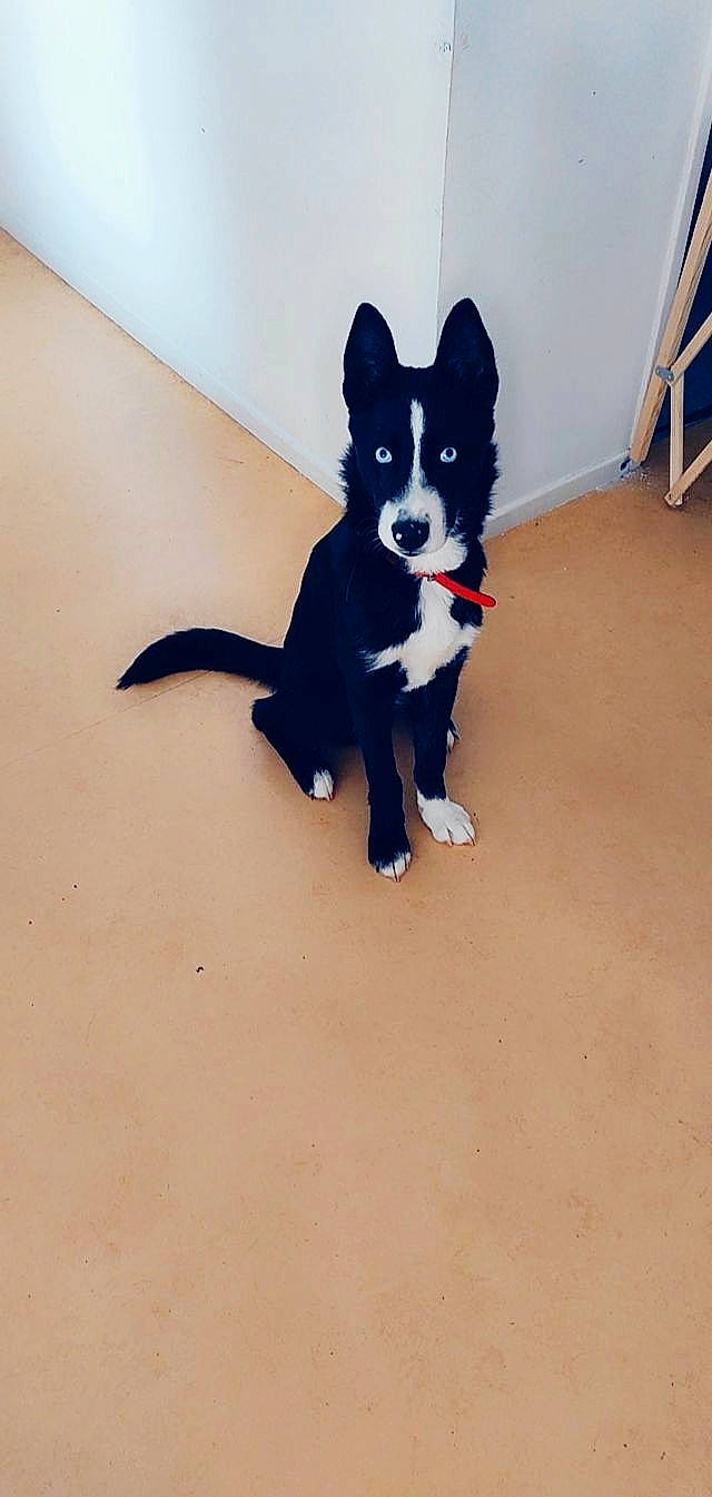 Tyga a rejoint le concours — aidez-le/la à gagner de superbes lots ! art, canidae, carmine, carnivore, companion_dog, dog, dog_breed, electric_blue, felidae, flooring, fur, herding_dog, paw, small_to_medium_sized_cats, snout, sporting_group, tail, tints_and_shades, whiskers, working_animal