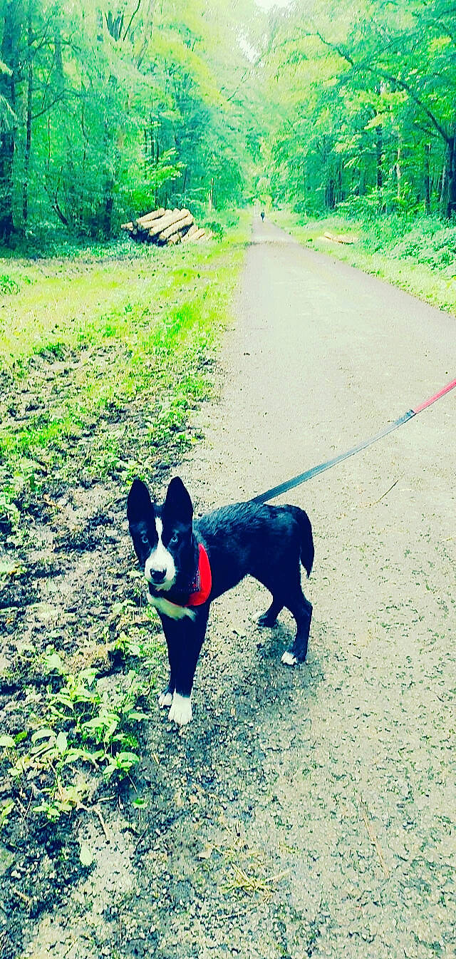 Tyga a rejoint le concours — aidez-le/la à gagner de superbes lots ! carnivore, collar, companion_dog, dog, dog_breed, dog_collar, fawn, grass, green, light, mammal, morning, pet_supply, plant, snout, tail, tints_and_shades, tree, vertebrate, working_animal