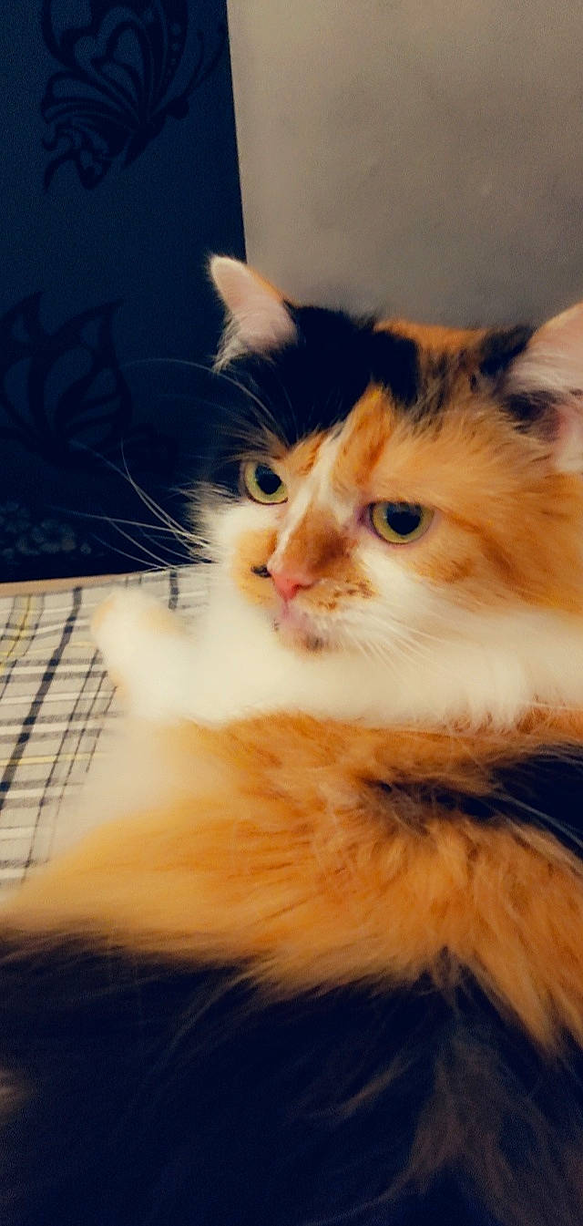 Kira participe au concours pour gagner de l'argent avec cette photo : carnivore, cat, claw, domestic_short_haired_cat, felidae, flooring, fur, mesh, paw, small_to_medium_sized_cats, snout, tail, whiskers, window, wood