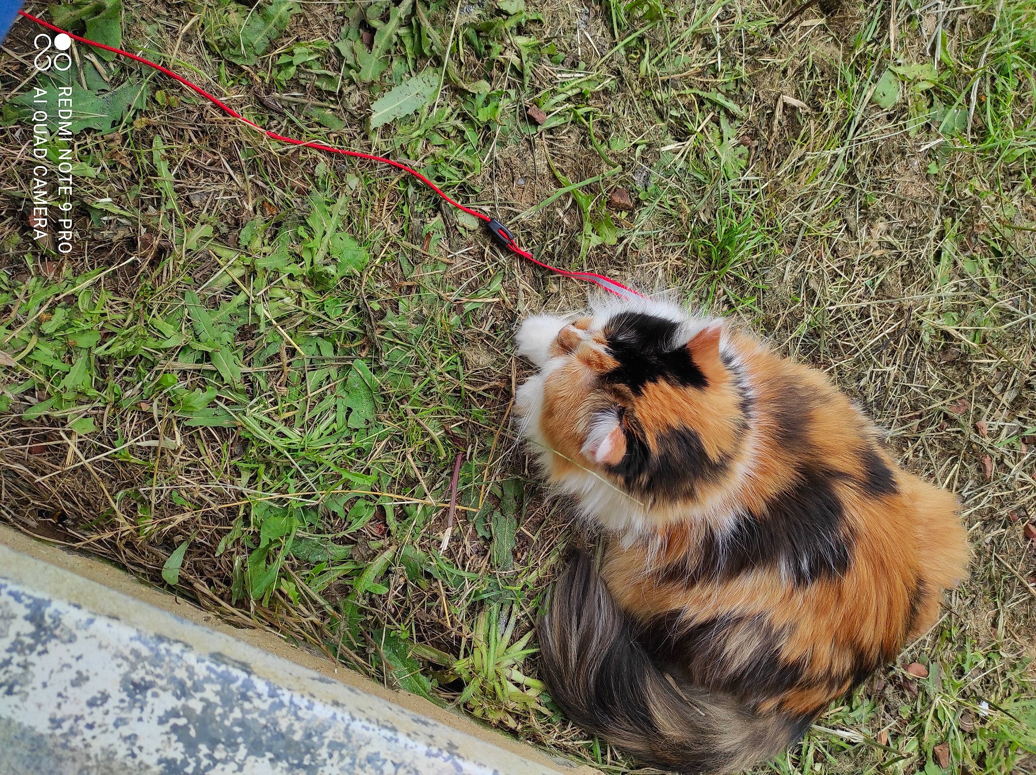 Kira a rejoint le concours — aidez-le/la à gagner de superbes lots ! canidae, carnivore, cat, claw, collar, dog_breed, domestic_short_haired_cat, fawn, felidae, fur, grass, plant, shetland_sheepdog, small_to_medium_sized_cats, snout, sporting_group, tail, terrestrial_animal, whiskers, wildlife