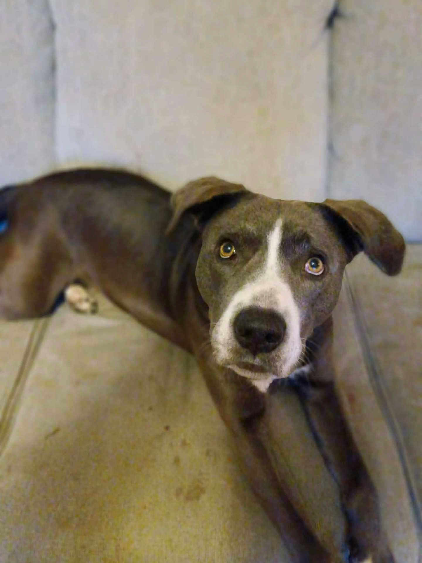 Tilda is registered to the contest to win money with this photo: dog, pet, canine, indoor, couch, furniture, stretching, gray_fur, white_markings, looking_up, ears, nose, paws, animal, mammal, domestic, companion, relaxed, home, closeup