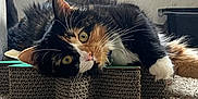 Salem joined the competition — help win amazing prizes! cat, calico, pet, animal, fur, whiskers, yellow_eyes, cardboard_scratch_pad, carpet, indoor, relaxed, laying_down, curious, home, feline, cute, close_up, domestic_cat, resting, soft_light