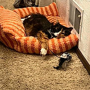 Salem joined the competition — help win amazing prizes! cat, calico, pet_bed, orange_striped, feather_toy, carpet, indoor, relaxed, stretching, feline, fur, paw, vent, wall, home, cozy, resting, toy, comfortable, lazy