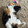 Salem is registered to the contest to win money with this photo: cat, fluffy, carpet, toy, feathers, playful, relaxed, pet, indoor, feline, white_fur, black_fur, brown_fur, paw, tail, claws, animal, cute, lying_down, domestic_animal
