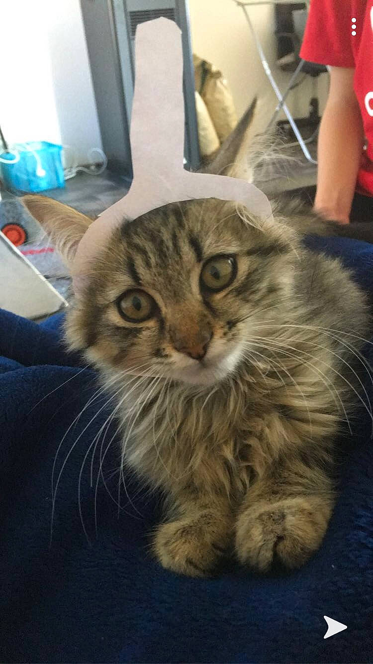 Mickey participe au concours pour gagner de l'argent avec cette photo : american_curl, american_shorthair, asian, carnivore, cat, domestic_long_haired_cat, domestic_short_haired_cat, dragon_li, european_shorthair, felidae, kitten, maine_coon, mammal, norwegian_forest_cat, pixie_bob, siberian, small_to_medium_sized_cats, tabby_cat, vertebrate, whiskers