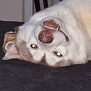 Victor a rejoint le concours — aidez-le/la à gagner de superbes lots ! dog, husky, upside_down, teeth, grin, pet_hair, bone, toy, indoor, black_surface, fur, canine, animal, cute, playful, lying_down, flash, reflection, nose, ears