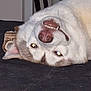 dog, husky, upside_down, teeth, grin, pet_hair, bone, toy, indoor, black_surface, fur, canine, animal, cute, playful, lying_down, flash, reflection, nose, ears