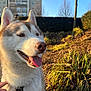 dog, husky, outdoor, sunlight, happy, tongue_out, fur, pet, canine, nature, tree, plants, building, blue_sky, leash, collar, daytime, smiling, muzzle, ears