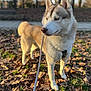 Victor a rejoint le concours — aidez-le/la à gagner de superbes lots ! dog, husky, leash, autumn, leaves, outdoor, park, canine, pet, walking, nature, fall, grass, animal, mammal, fur, portrait, daylight, side_view, alert