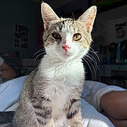 Benny is registered to the contest to win money with this photo: animal, bed, blanket, cat, cozy_room, cute, domestic, feline, fur, indoor, kitten, pet, pink_nose, portrait, sitting, soft_light, tabby, whiskers, white_paws, young_cat