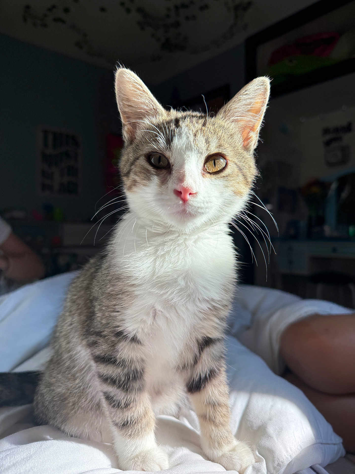 Benny is registered to the contest to win money with this photo: animal, bed, blanket, cat, cozy_room, cute, domestic, feline, fur, indoor, kitten, pet, pink_nose, portrait, sitting, soft_light, tabby, whiskers, white_paws, young_cat