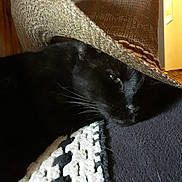 Terrence is registered to the contest to win money with this photo: animal, black_cat, blanket, cat, close_up, cowboy_hat, cozy, cute, domestic_animal, feline, green_eye, hat, indoor, pet, portrait, relaxed, resting, sleepy, soft_light, texture