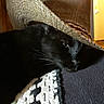 animal, black_cat, blanket, cat, close_up, cowboy_hat, cozy, cute, domestic_animal, feline, green_eye, hat, indoor, pet, portrait, relaxed, resting, sleepy, soft_light, texture