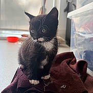 Pinki joined the competition — help win amazing prizes! animal, black_and_white, cat, cloth, curious, cute, domestic, fabric, fur, household, indoor, kitten, pet, small, soft_light, table, tuxedo_cat, whiskers, window, young