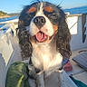 dog, cavalier_king_charles_spaniel, pet, puppy, tongue_out, happy, portrait, close_up, floppy_ears, tricolor, black_white_tan, sitting, boat, deck, ocean, sea, outdoors, sunlight, towel, nautical