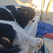 Azur Dit Titou a rejoint le concours — aidez-le/la à gagner de superbes lots ! dogs, puppies, black_and_white, long_hair, sleeping, resting, sitting, vehicle, car_interior, road_trip, sunlight, window, travel, pet, animal, fur, paws, white_fur, blue_blanket, cozy