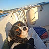 dog, puppy, tricolor, fluffy, long_hair, brown, black, white, animal, pet, portrait, boat, nautical, water, ocean, buoy, sunlight, outdoor, mountains, towels