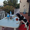 Azur Dit Titou a rejoint le concours — aidez-le/la à gagner de superbes lots ! dog, spaniel, black_and_white, pet, animal, outdoor, terrace, balcony, table, chair, red_chair, water_bottle, cup, breakfast, flowers, trees, garden, railing, house, patio