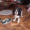 Azur Dit Titou participe au concours pour gagner de l'argent avec cette photo : dog, cavalier_king_charles_spaniel, puppy, pet, standing, portrait, black_and_white, brown_markings, floppy_ears, long_hair, indoor, living_room, tiled_floor, coffee_table, chairs, sneakers, home_decor, furniture, wide_eyed, animal