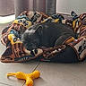 Princesse a rejoint le concours — aidez-le/la à gagner de superbes lots ! animal, blanket, canine, comfort, cozy, curtains, cute, dog, dog_toy, domestic, french_bulldog, home, indoor, pet_bed, quiet, relaxation, resting, sleeping, tile_floor, yellow_toy