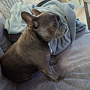 Princesse participe au concours pour gagner de l'argent avec cette photo : blanket, chair, couch, cozy, dog, domestic_animal, ears_up, floor, french_bulldog, furniture, gray, home, indoor, living_room, looking_away, pet, relaxed, seated, short_hair, table