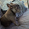 blanket, chair, couch, cozy, dog, domestic_animal, ears_up, floor, french_bulldog, furniture, gray, home, indoor, living_room, looking_away, pet, relaxed, seated, short_hair, table