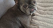 Princesse participe au concours pour gagner de l'argent avec cette photo : animal, canine, companion, couch, cozy, cute, dog, ears, french_bulldog, fur, grey, indoor, paw, pet, pillows, relaxed, resting, snout, sofa, tongue_out