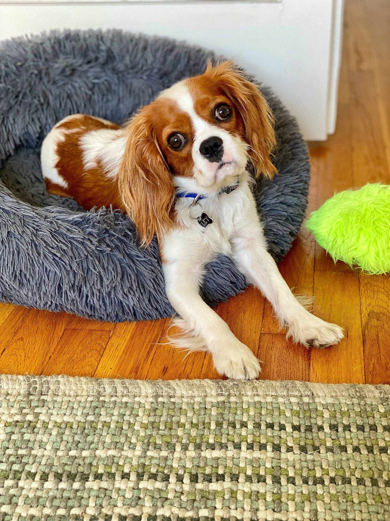 Riley joined the competition — help win amazing prizes! canidae, carnivore, cavalier_king_charles_spaniel, companion_dog, dog, dog_breed, fawn, flooring, fur, liver, pattern, rectangle, snout, spaniel, sporting_group, terrestrial_animal, toy, toy_dog, wood, working_animal