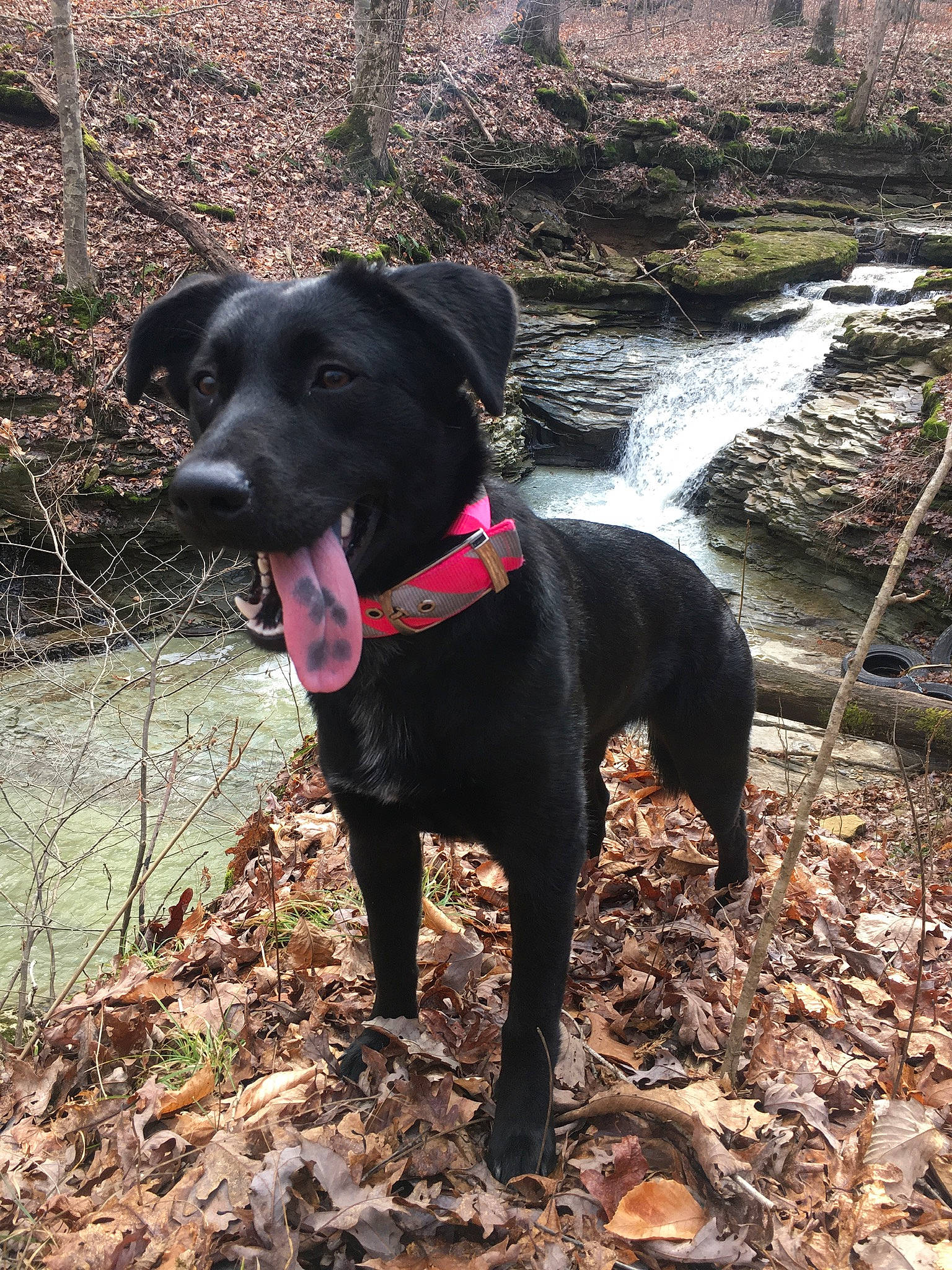 Artemis joined the competition — help win amazing prizes! adventure, borador, canidae, carnivore, dog, dog_breed, flat_coated_retriever, hunting_dog, labrador_retriever, mountain_cur, patterdale_terrier, rare_breed_dog, retriever, sporting_group