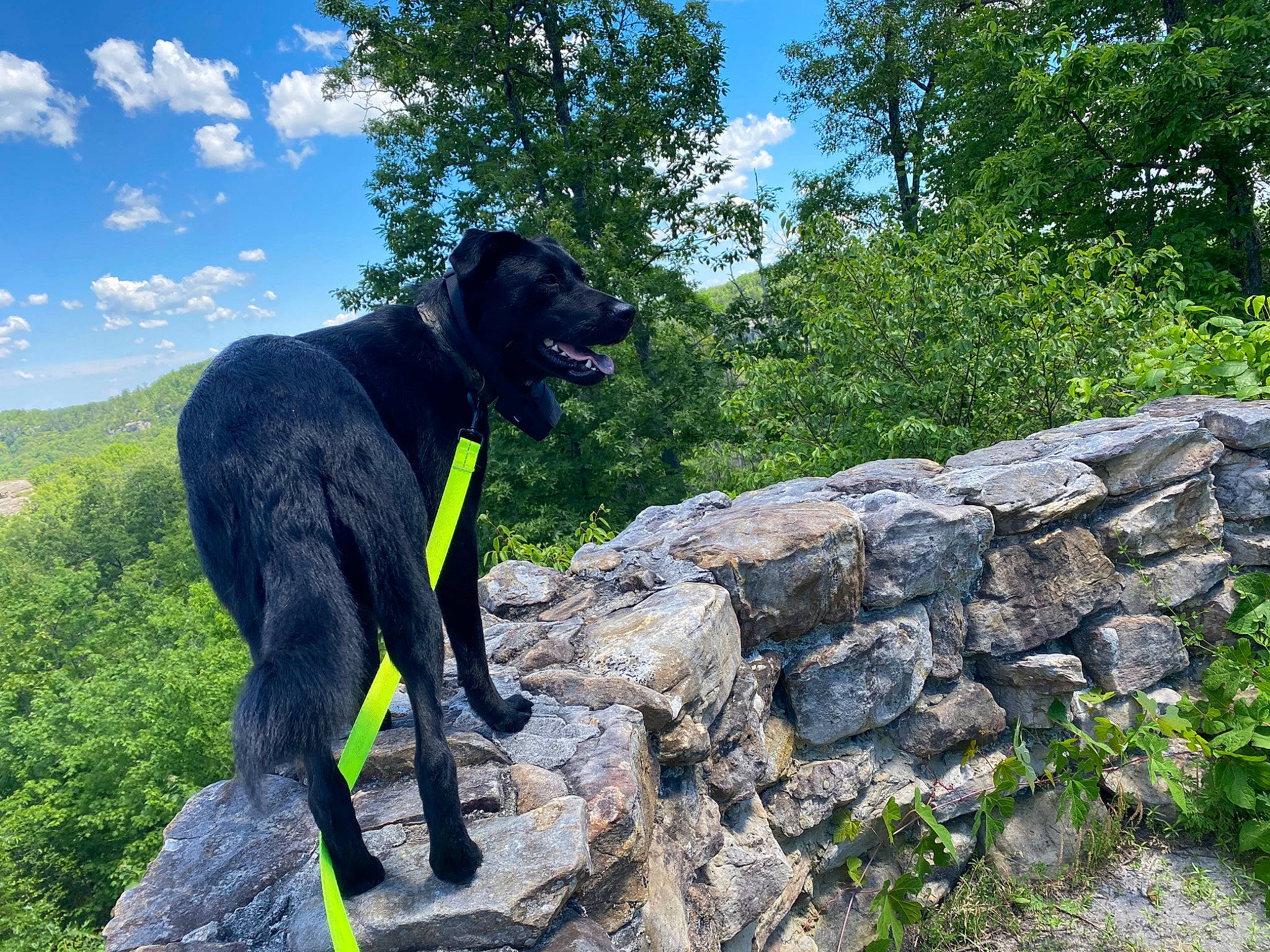 Artemis is registered to the contest to win money with this photo: canidae, carnivore, dog, dog_breed, flat_coated_retriever, hunting_dog, labrador_retriever, retriever, rock, sporting_group