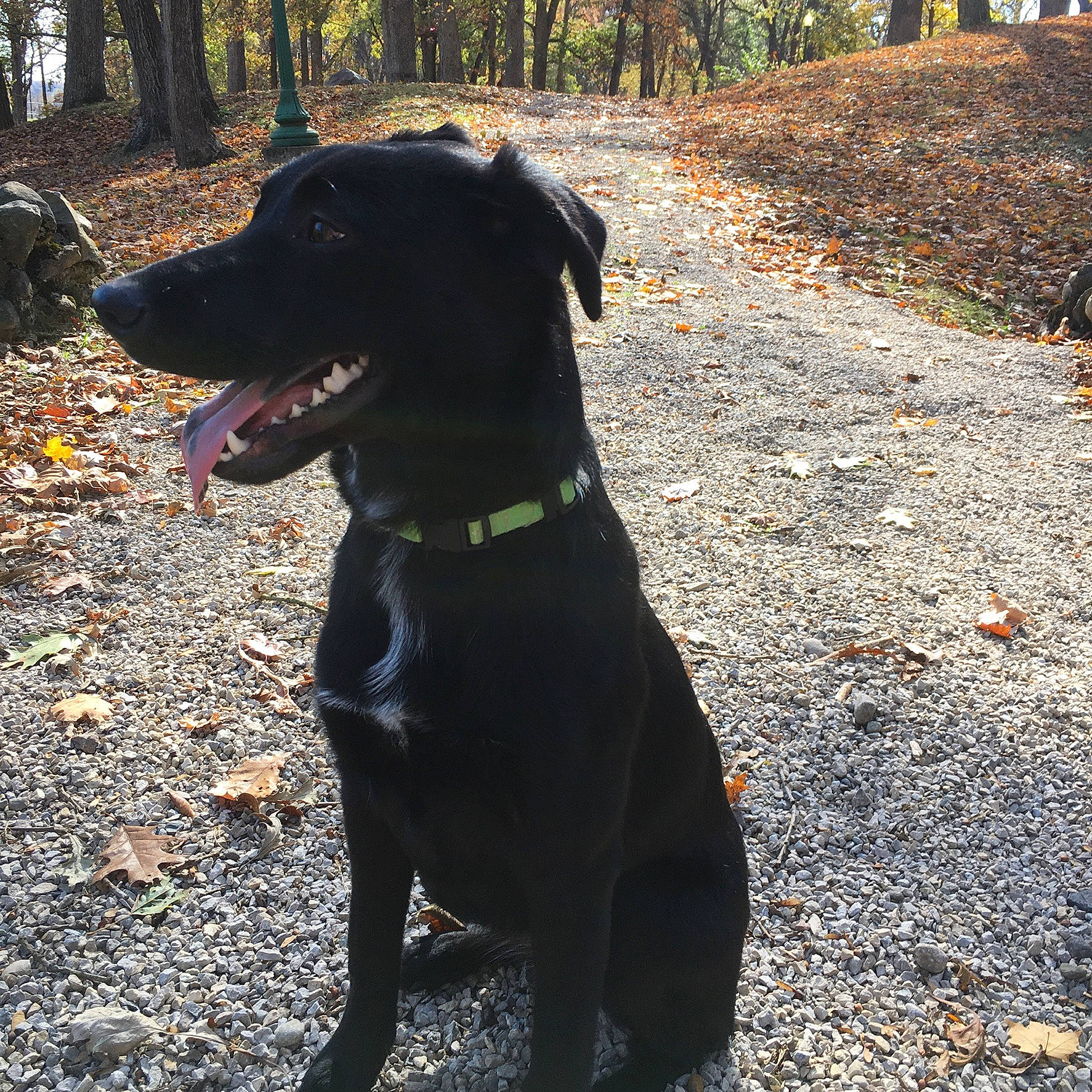 Artemis joined the competition — help win amazing prizes! adventure, borador, canidae, carnivore, collar, dog, dog_breed, dog_collar, feist, formosan_mountain_dog, guard_dog, hunting_dog, labrador_retriever, mammal, patterdale_terrier, plant, rare_breed_dog, sporting_group, tail, tree