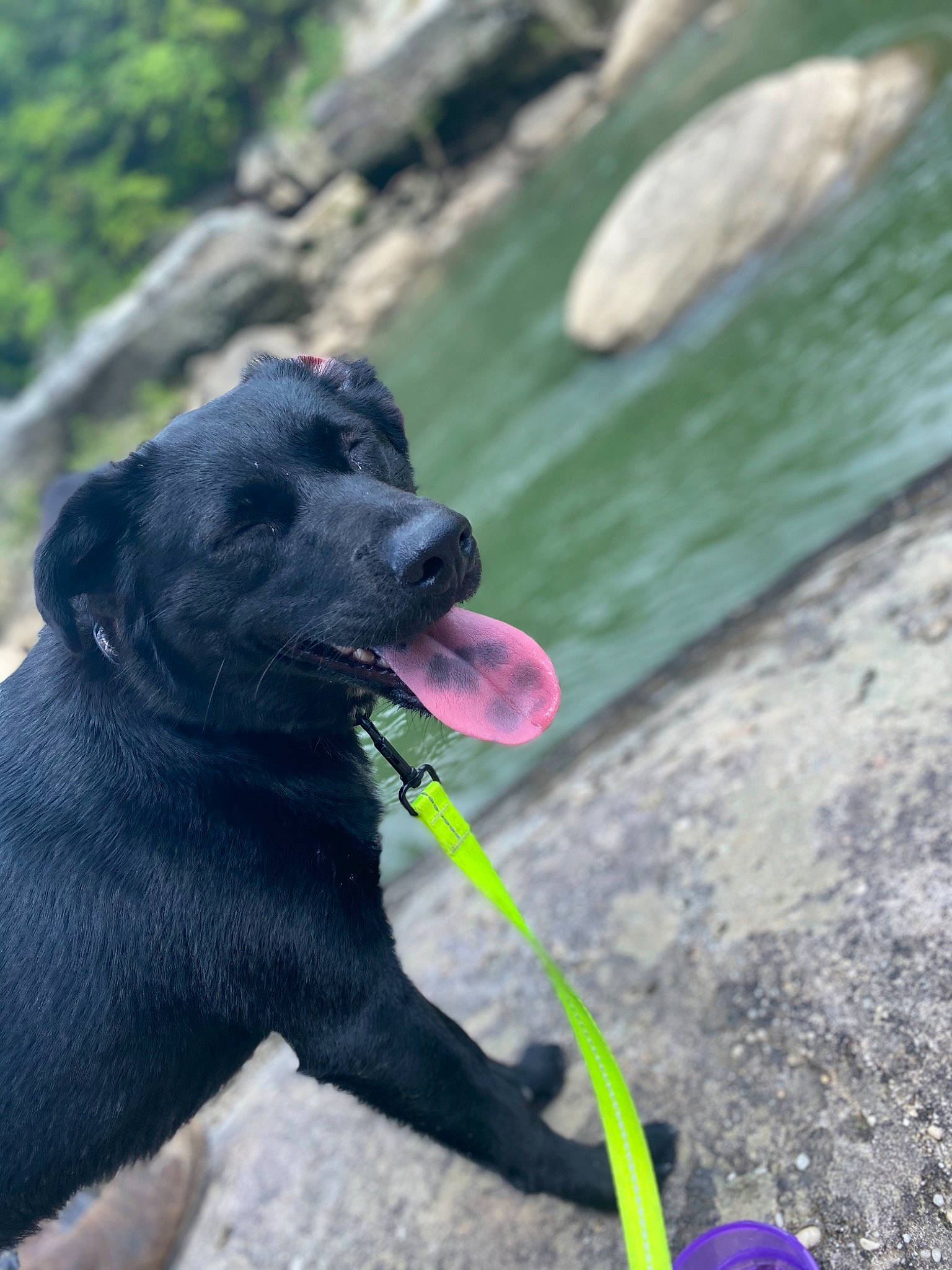 Artemis is registered to the contest to win money with this photo: canidae, carnivore, dog, dog_breed, labrador_retriever, snout, sporting_group
