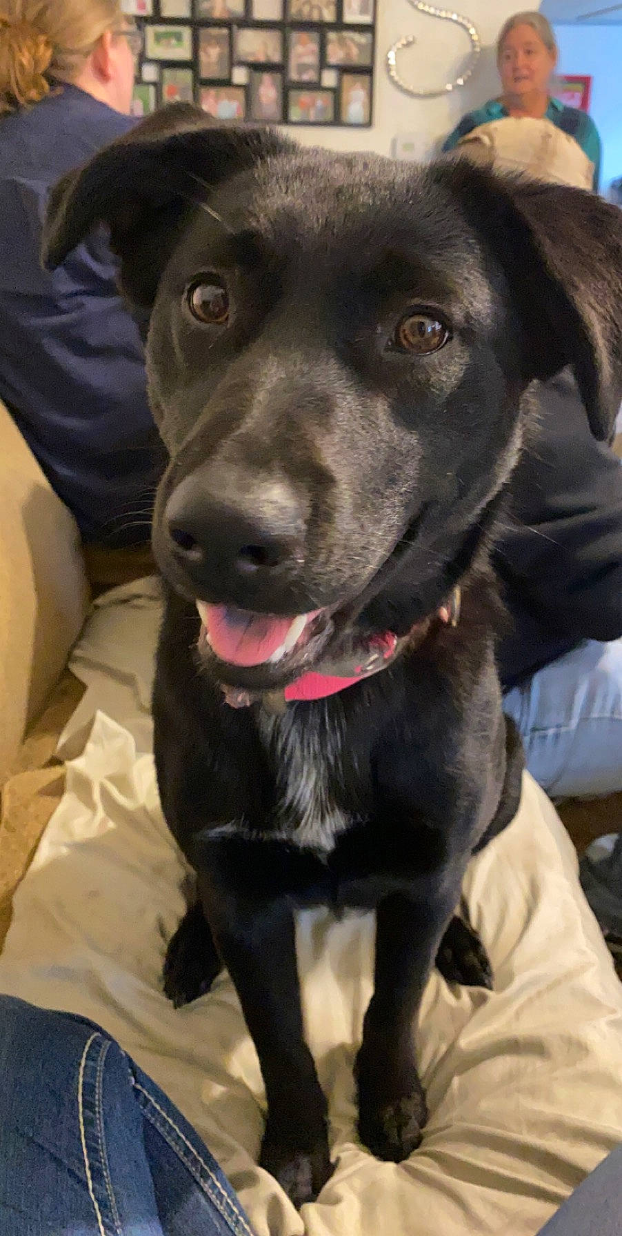 Artemis joined the competition — help win amazing prizes! beagador, borador, canidae, carnivore, dog, dog_breed, formosan_mountain_dog, labrador_retriever, mammal, nose, patterdale_terrier, potcake_dog, rare_breed_dog, retriever, snout, sporting_group, whiskers