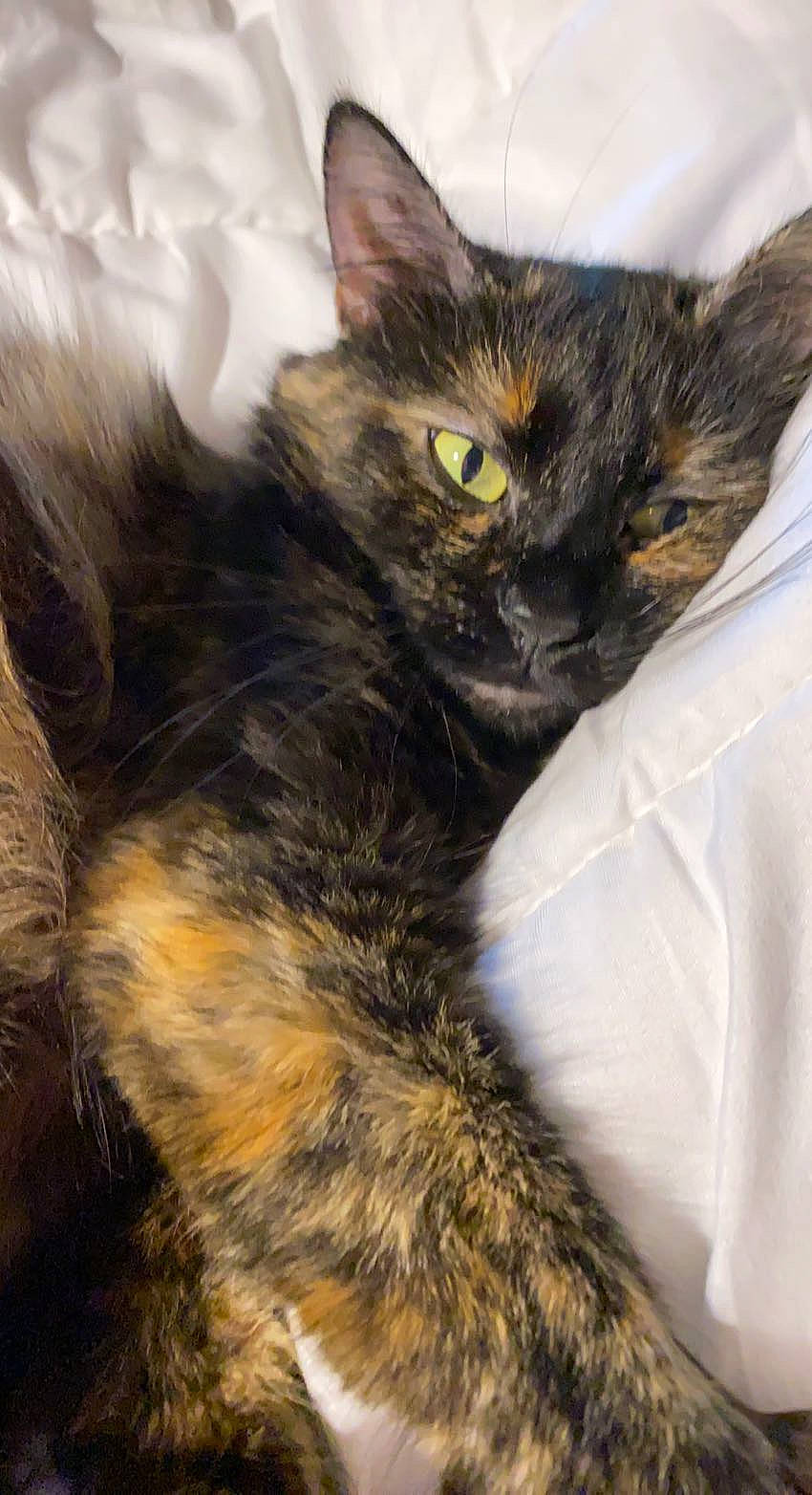 Yuna participe au concours pour gagner de l'argent avec cette photo : black_cat, carnivore, cat, claw, comfort, domestic_short_haired_cat, ear, eye, fawn, felidae, fur, hair, head, nap, paw, small_to_medium_sized_cats, snout, tail, terrestrial_animal, whiskers