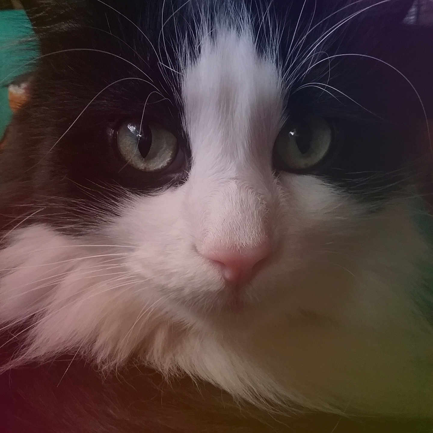 Max joined the competition — help win amazing prizes! animal, black_and_white, cat, close_up, cute, domestic_cat, eyes, face, feline, fluffy, focused, fur, green_eyes, indoor, majestic, nose, pet, portrait, soft_light, whiskers