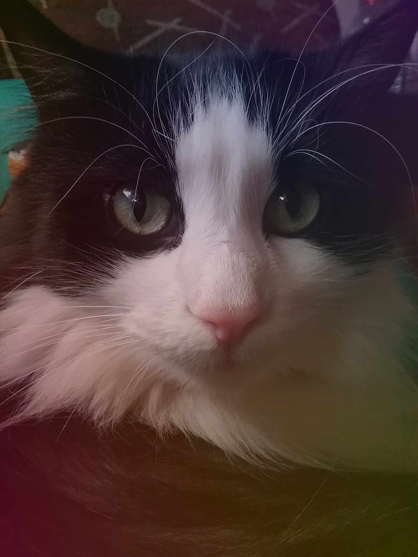 Max