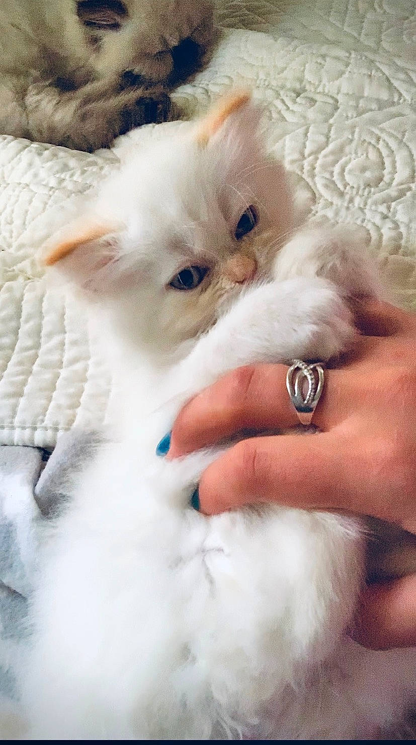 Clarice joined the competition — help win amazing prizes! carnivore, cat, felidae, finger, fur, kitten, linens, love, nail, small_to_medium_sized_cats, vertebrate, whiskers