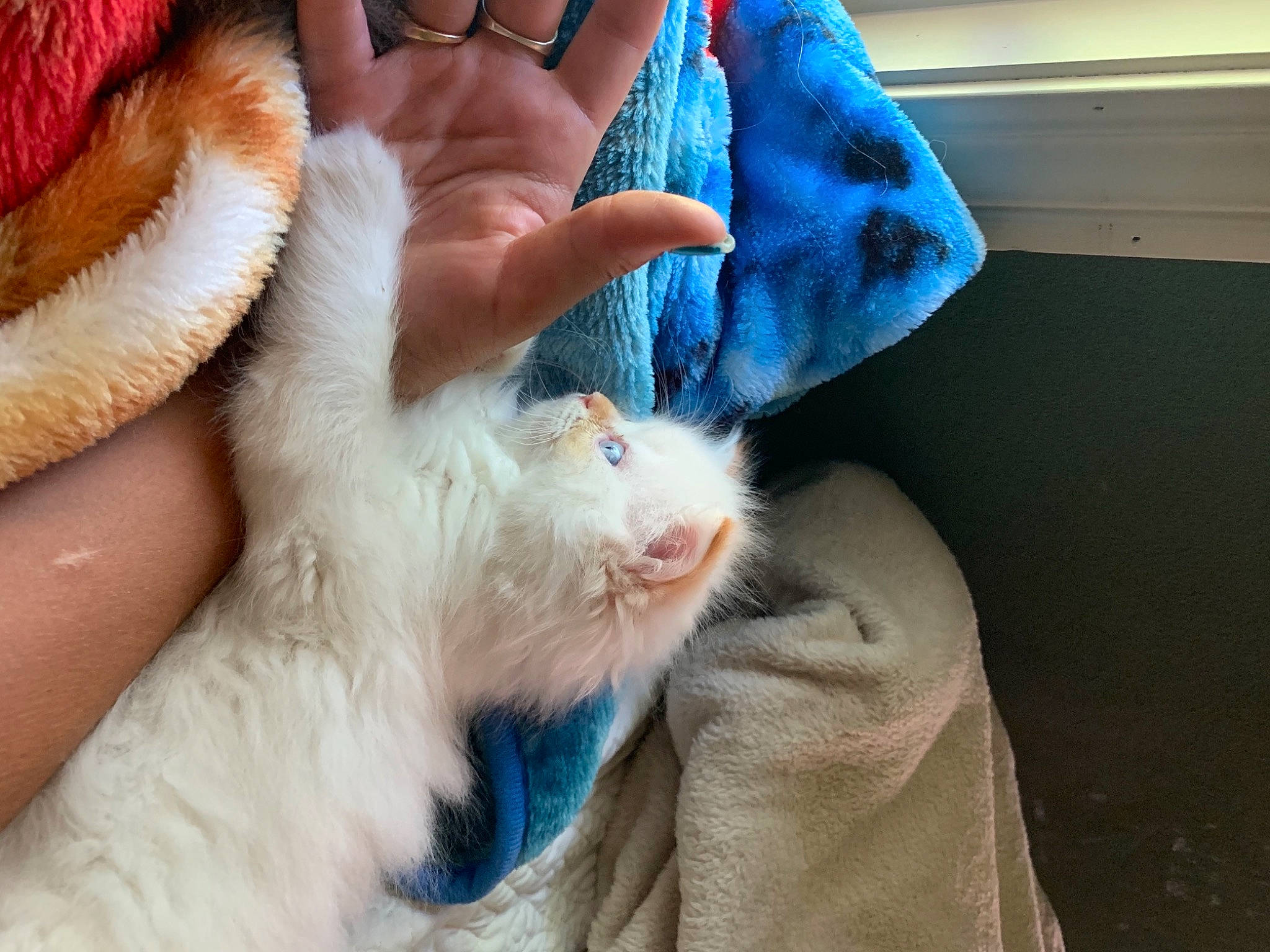 Clarice is registered to the contest to win money with this photo: cat, claw, felidae, fur, livestock, nail, paw, sheep, small_to_medium_sized_cats, thread, vertebrate, whiskers