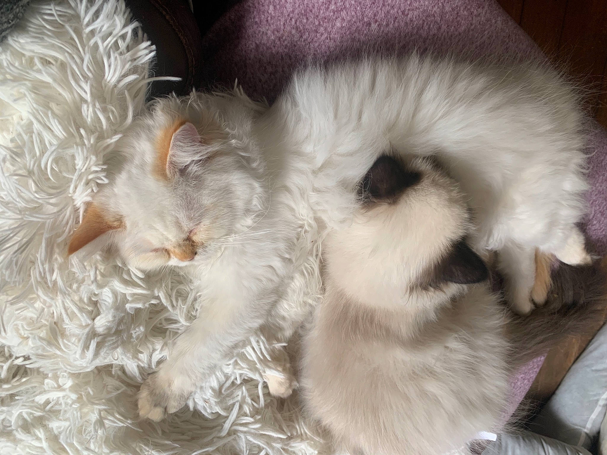 Clarice joined the competition — help win amazing prizes! carnivore, cat, cat_supply, claw, felidae, fur, natural_material, paw, small_to_medium_sized_cats, whiskers