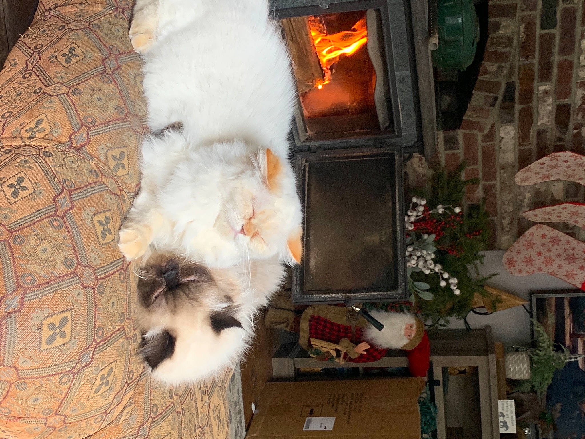 Clarice is registered to the contest to win money with this photo: canidae, carnivore, companion_dog, dog, dog_breed, fire_screen, fur, heat, houseplant, lamp, mal_shi, maltepoo, natural_material, non_sporting_group, puppy, small_terrier, terrier, toy_dog, wood_burning_stove, working_animal