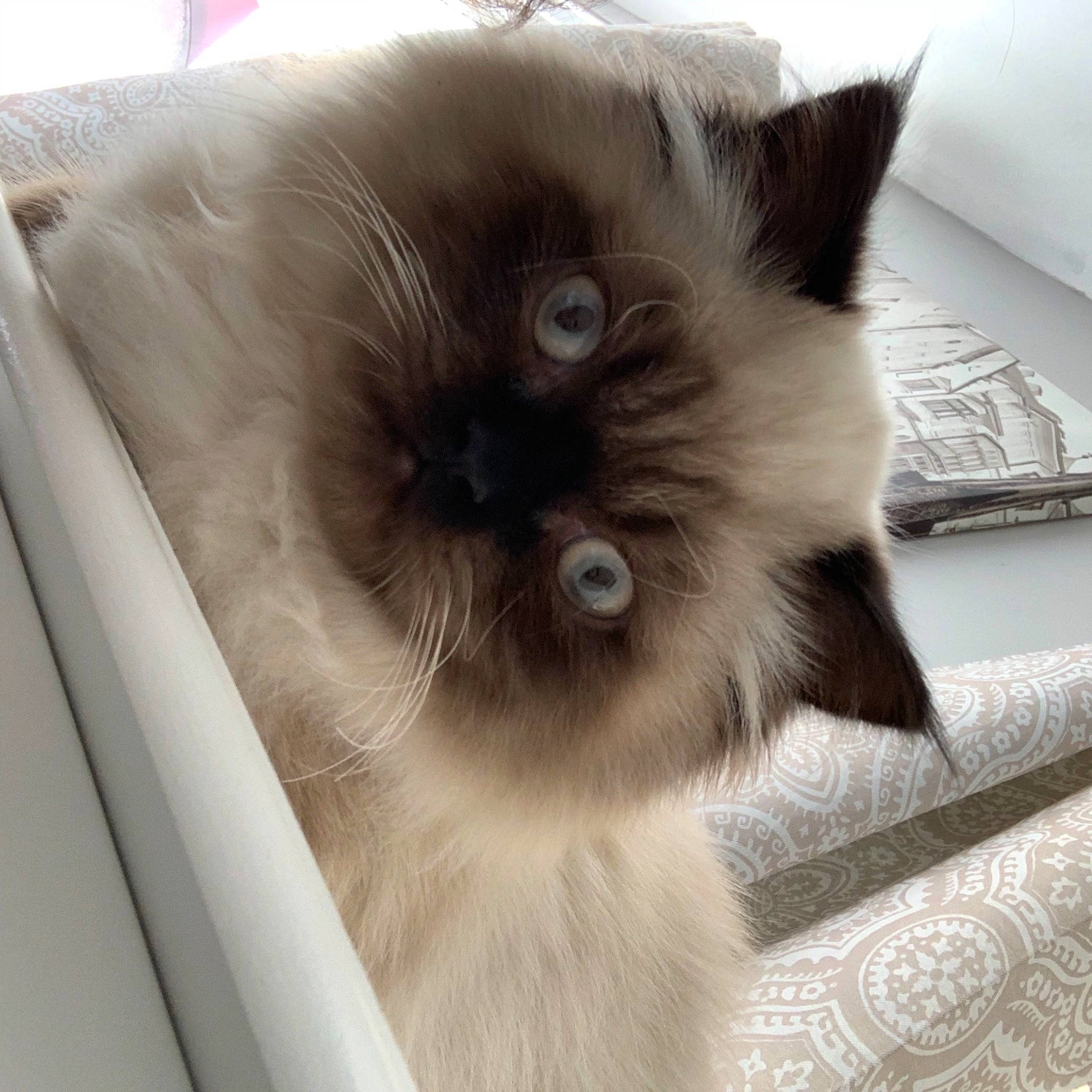Walter joined the competition — help win amazing prizes! beige, birman, carnivore, cat, fawn, felidae, fur, iris, ragdoll, siamese, small_to_medium_sized_cats, snout, whiskers