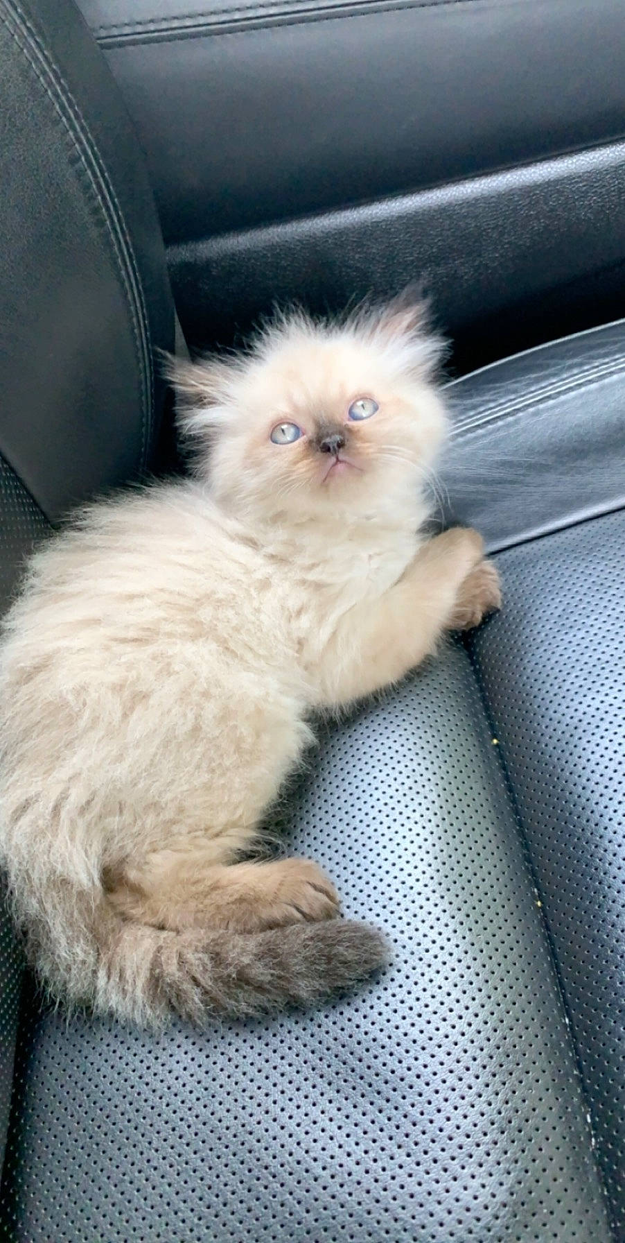 Walter is registered to the contest to win money with this photo: car_seat, carnivore, cat, fawn, felidae, fur, kitten, leather, persian, small_to_medium_sized_cats, snout, vertebrate, whiskers