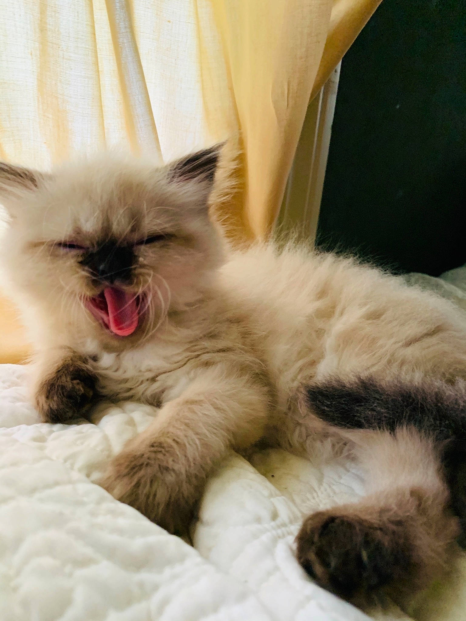 Walter joined the competition — help win amazing prizes! carnivore, cat, claw, felidae, fur, paw, small_to_medium_sized_cats, snout, tongue, vertebrate, whiskers